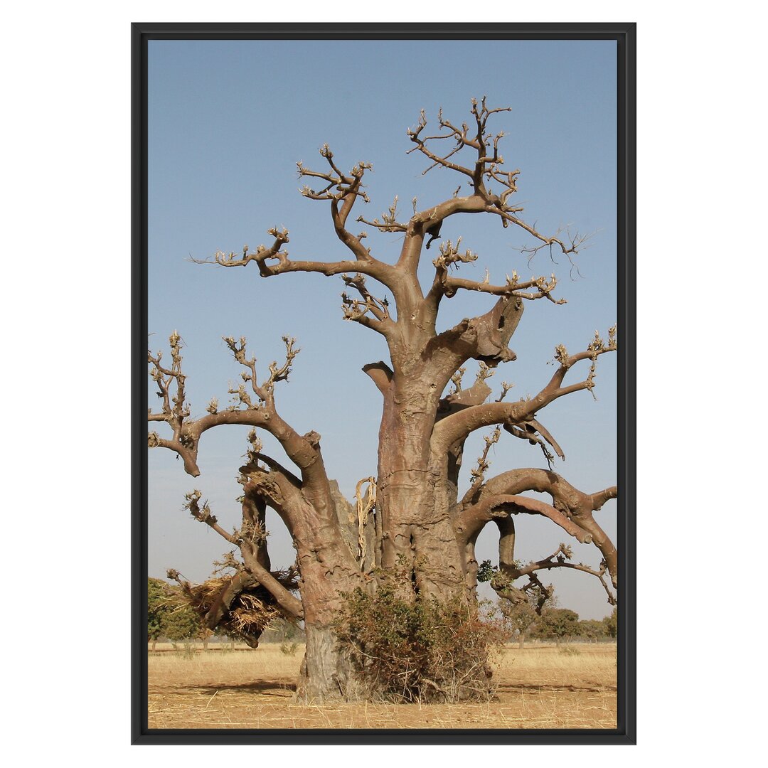 Gerahmtes Wandbild vertrockneter Baum in der Savanne