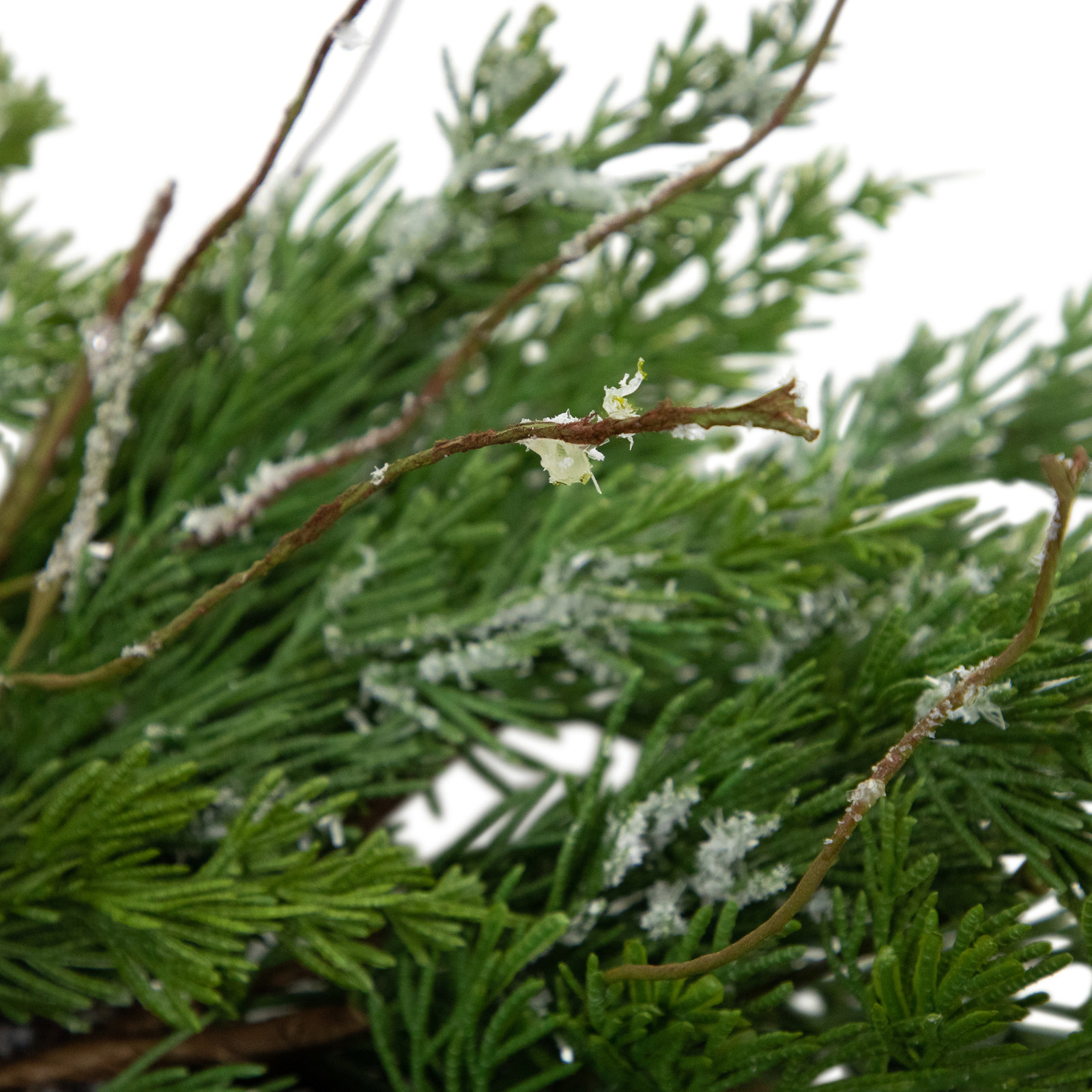Northlight Seasonal 24" Frosted Cedar Wreath