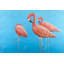Groupe de flamants roses, reproduction sur toile