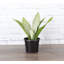 Live Moonshine Snake Plant, 6" Diameter