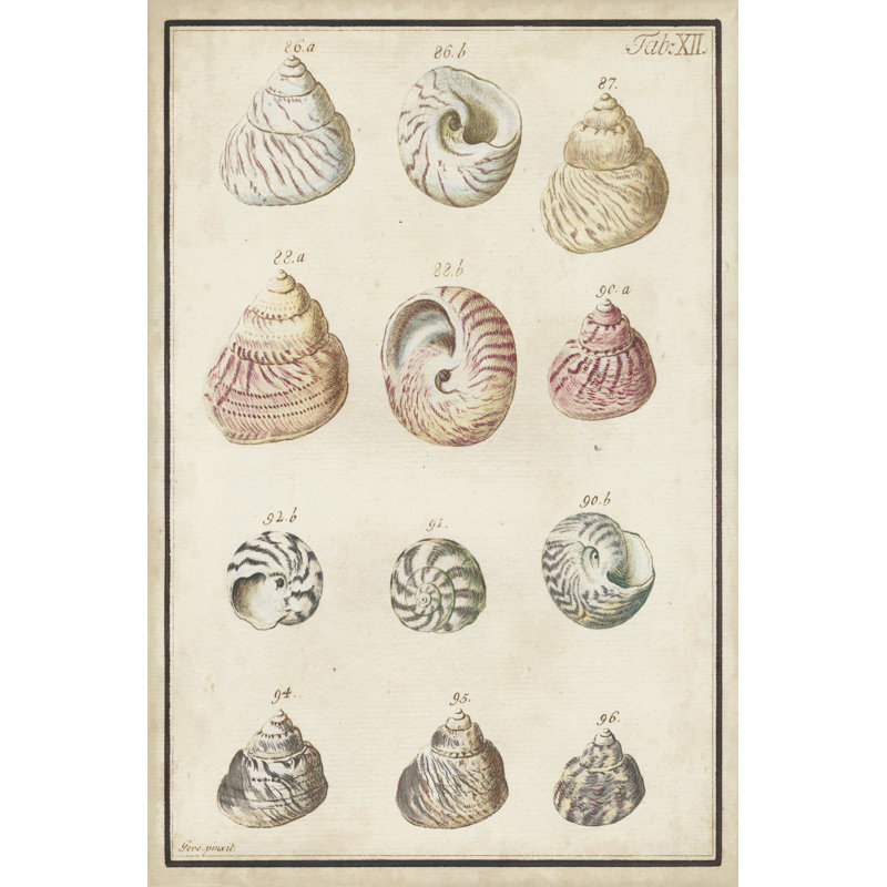 Seashell Synopsis II - Wrapped Canvas Painting, 46cm H x 30cm W x 3.8cm D