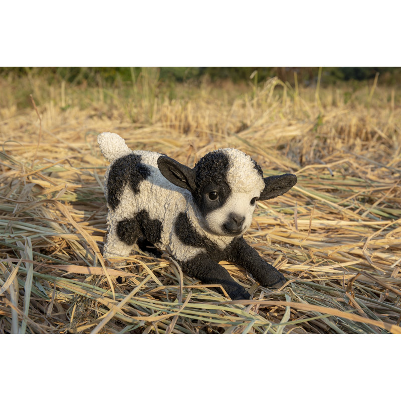 Jeu d’agneau de bébé, Noir
