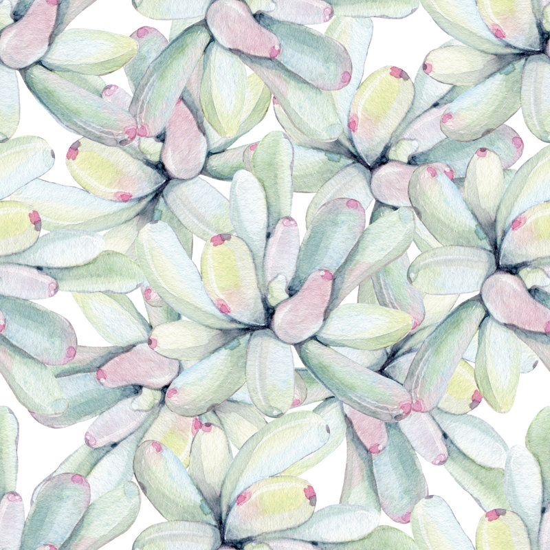 Rouleau de papier peint Succulents, L 16,67 po x l 25 po