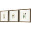 Botanique antique I S / 3