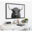 «B&W Highland Cow No. 1 Portrait» par Amy Peterson, reproduction d'art sur toile encadrée-1517009250