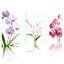 Ensemble de 3 toiles murales à motifs floraux : orchidées, lys et roses-420820445