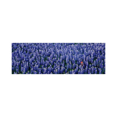 Bluebonnet Flowers In A Field, Hill County, Texas, USA - Wrapped Canvas Panoramic Print