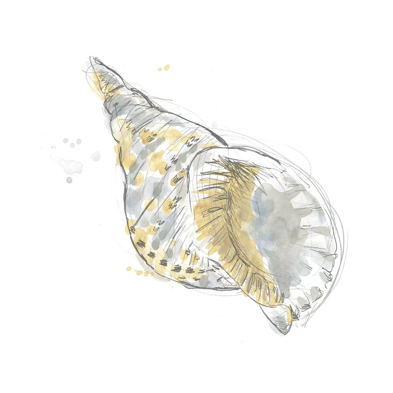 Citron Shell Sketch II by June Erica Vess - Wrapped Canvas Gallery-Wrapped Canvas Giclée, 66.04 cm H x 66.04 cm W