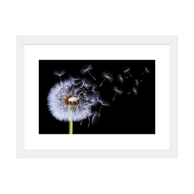 «Dandelion Blowing I» par Bess Hamiti - reproduction de photo