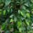 Anglo 72'' Faux Ficus Tree