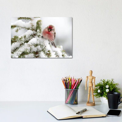 Common Redpoll Male In Winter, Nova Scotia, Canada by Scott Leslie - Wrapped Canvas Print