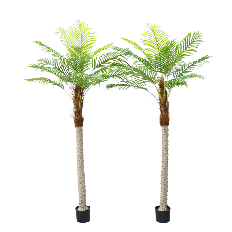 Angelicia 20cm Plant