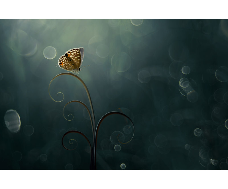 Wrapped Canvas Print, 50.8cm H x 76.2cm W