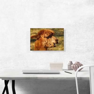 Alpaca Zoo Decor - reproduction de photo sur toile tendue