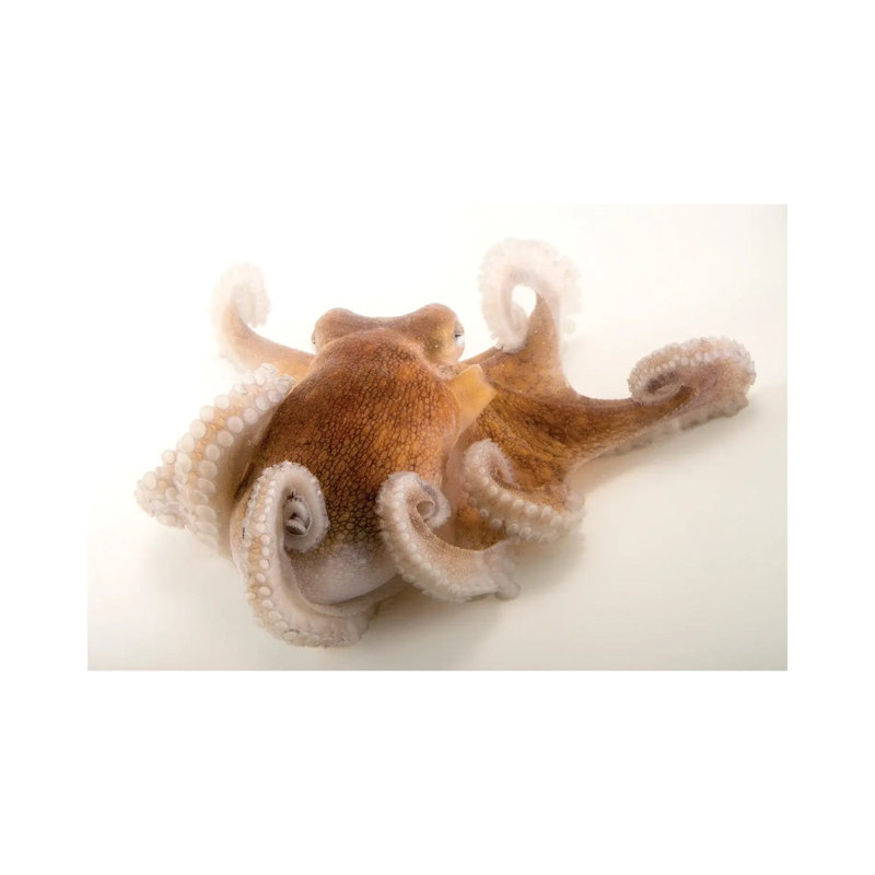 A Common Octopus At Gulf Specimen Marine Lab And Aquarium by Joel Sartore - Gallery-Wrapped Canvas Giclée on Canvas, Canvas