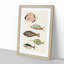 East Indies Fish Illustrations Fol. 20 by Louis Renard - Picture Frame Painting Print-55547130-55547132