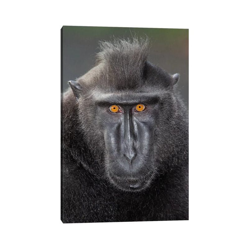 Black Crested Macaque Alpha Eye Contact by Mogens Trolle - Wrapped Canvas Print, 20.32 cm H x 30.48 cm W