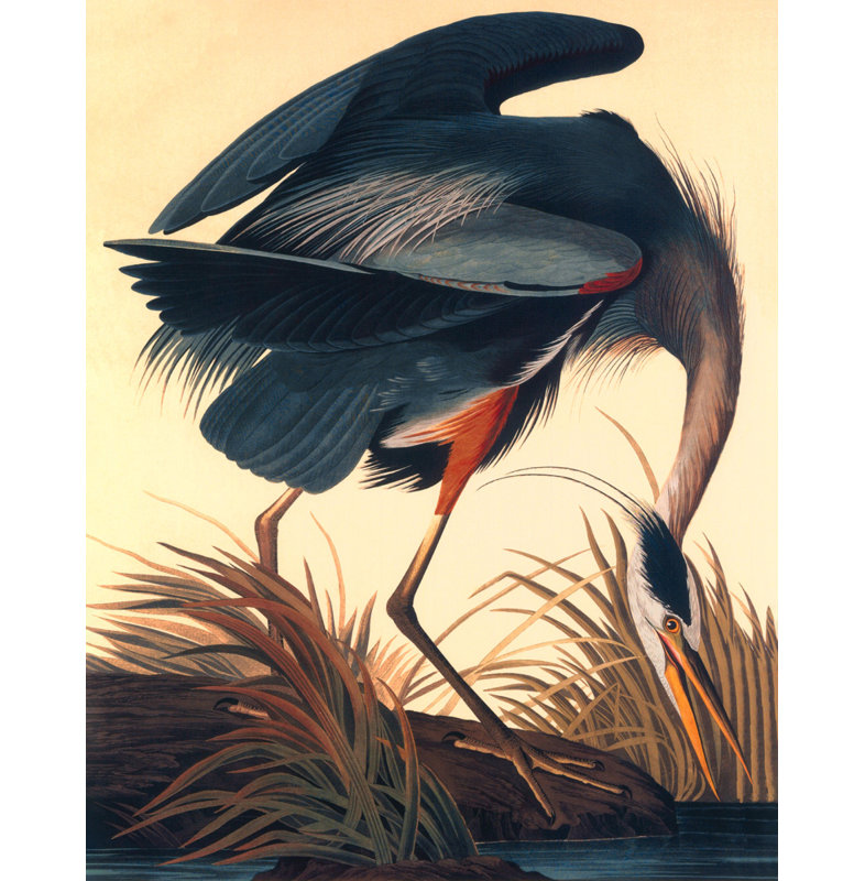 Great Blue Heron