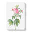 Pink Agatha Roses by Pierre-Joseph Redoute - Wrapped Canvas Painting-55325048