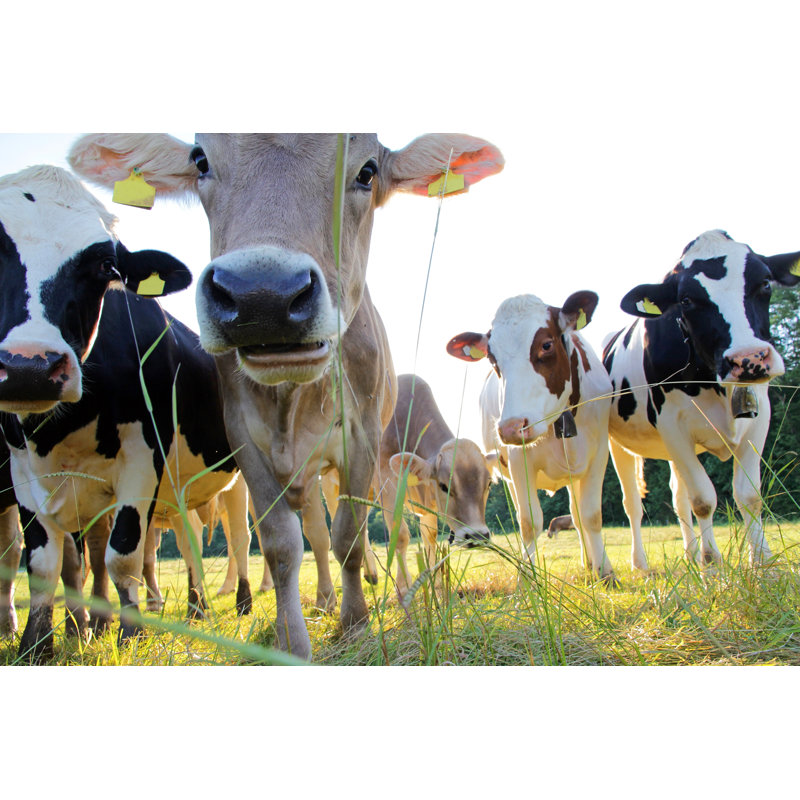 Simmental Cows by Astrid860 - Wrapped Canvas Print, 20cm H x 30cm W