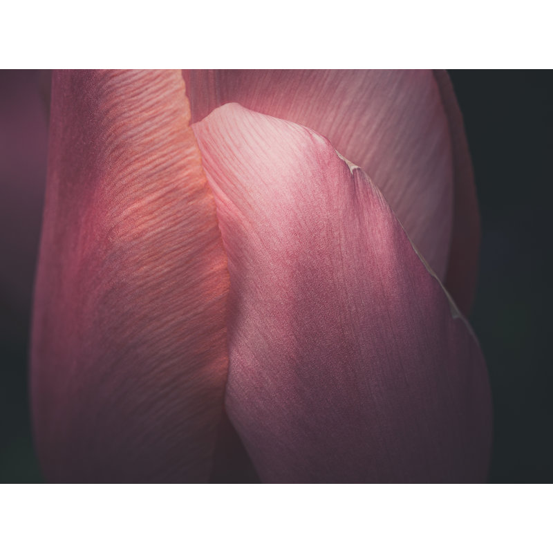 «Solace» par Scott Norris - photographie, H 25 po x l 33 po, Toile avec cadre noir