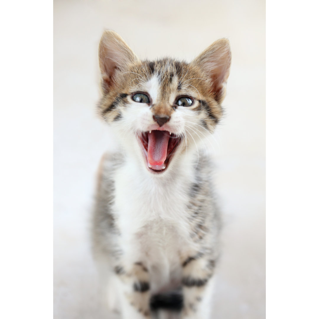 Shouting Kitten von Lilagri - Kunstdrucke auf Leinwand