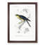 Eurasian Sparrowhawk by Charles D' Orbigny - Picture Frame Painting Print-55539675-55539671