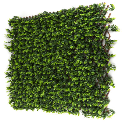 Plante de 20 po