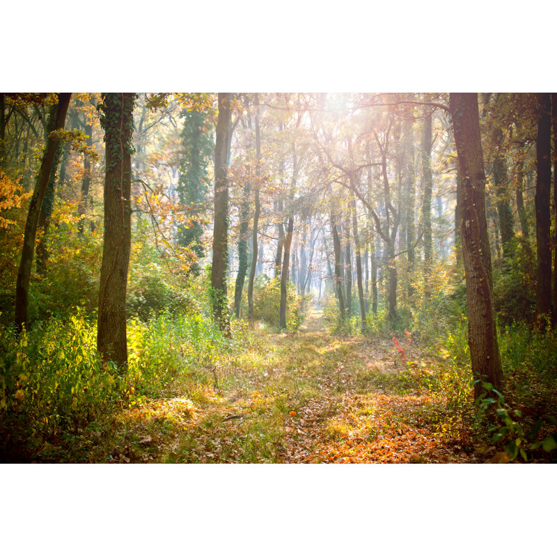 Morning In The Forest - Wrapped Canvas Print, 30cm H x 46cm W x 3.8cm D