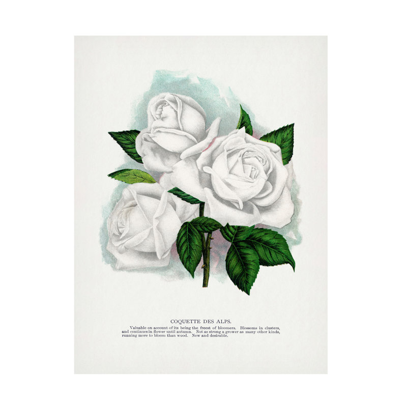 Reproduction d'art sur toile de la coquette des Alpes, H 24 po x l 18 po