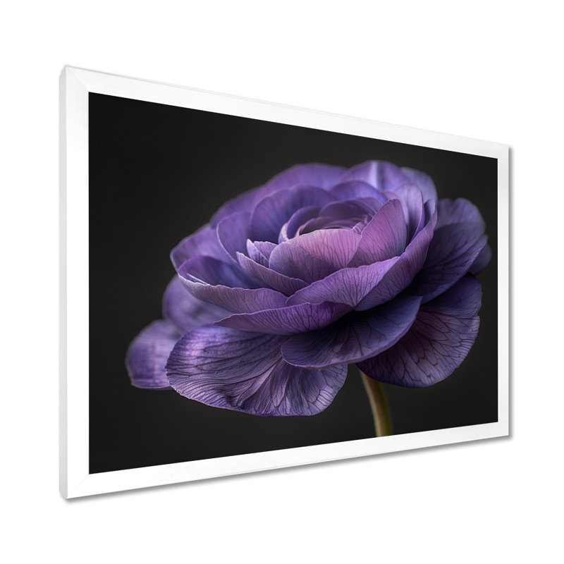 Reproduction d'art mural noir et mauve Nature Nuance I - Renoncule, Métal métal, H 12 po x l 20 po