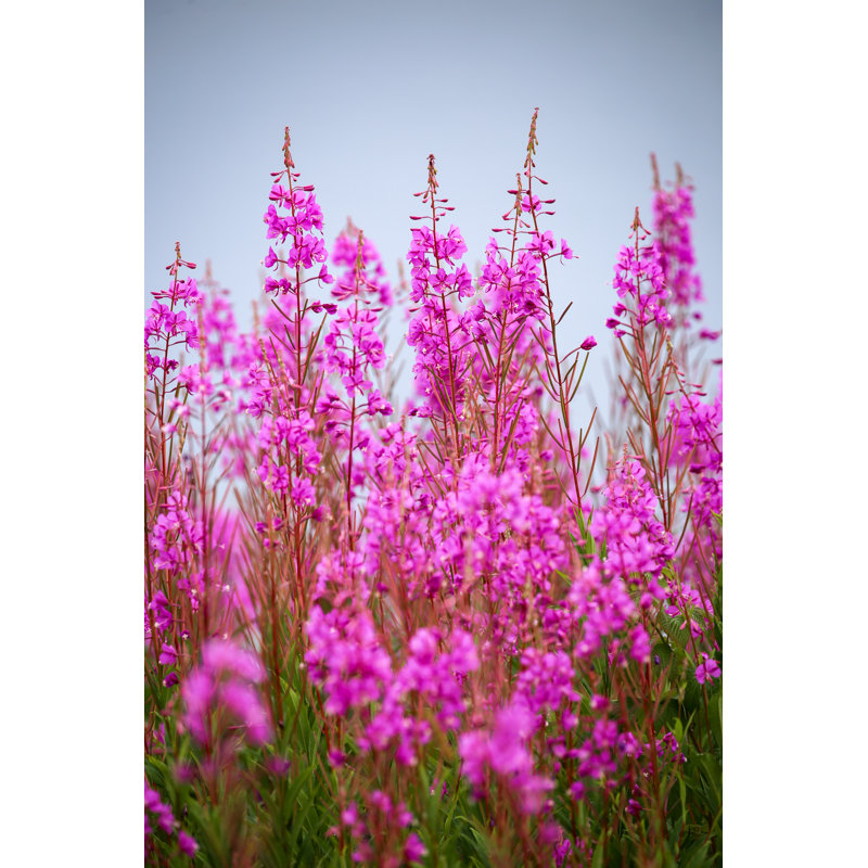 Fireweed In Alaska - Wrapped Canvas Print, 91cm H x 61cm W x 3.8cm D