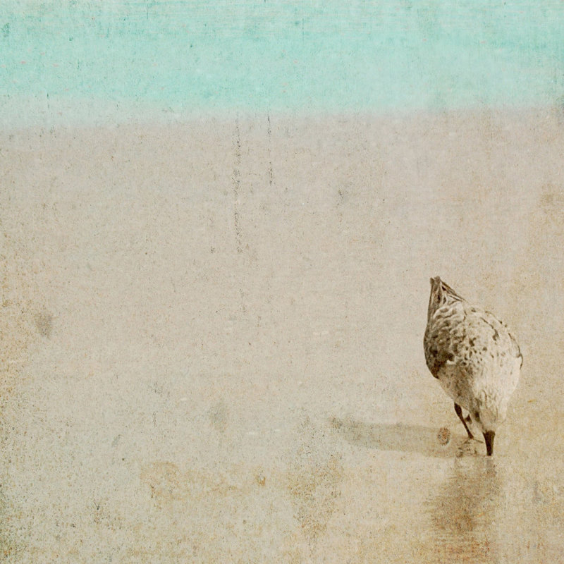 "Sandpiper", reproduction sur toile tendue, H 24 po x l 24 po x P 1,5 po