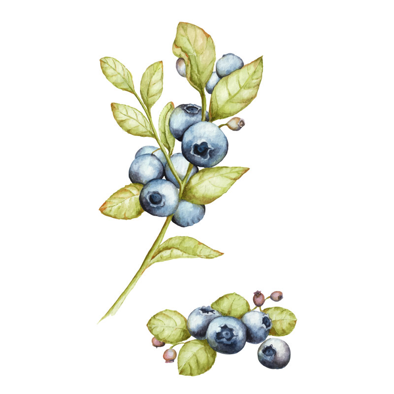Watercolor Blueberry by LigneaLuna - Wrapped Canvas Print, 122cm H x 122cm W