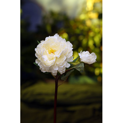 Peony with bud