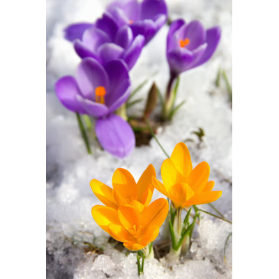 Crocuses by Lutavia