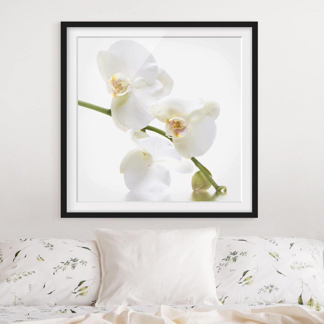 Gerahmtes Poster White Orchid Water