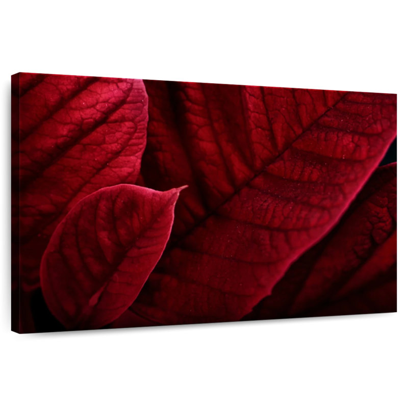 Harnek rouge, poinsettias bractées, H 8 po x l 12 po