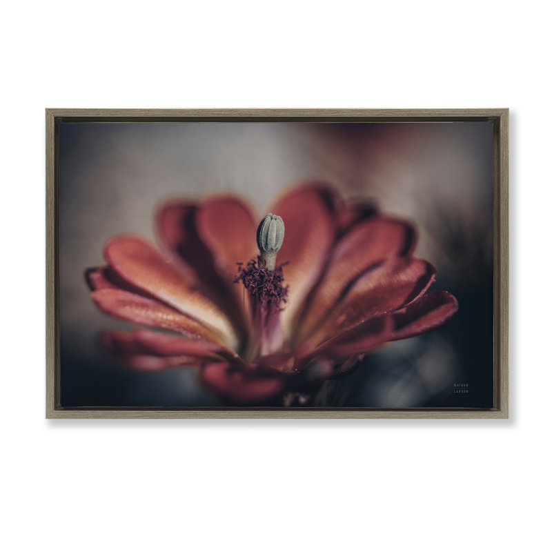 Toile flottante encadrée «Red Elevation Bloom» par Nathan Larson, Cadre flottant orme Montalcino, H 17 po x l 25 po