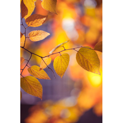 Autumn  Leaves by Jasmina007