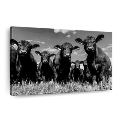 " Monochrome Angus Cows "