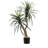 Maryellen Green Bush Tree in Pot