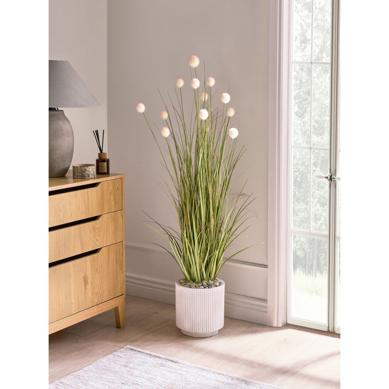 120cm Plant