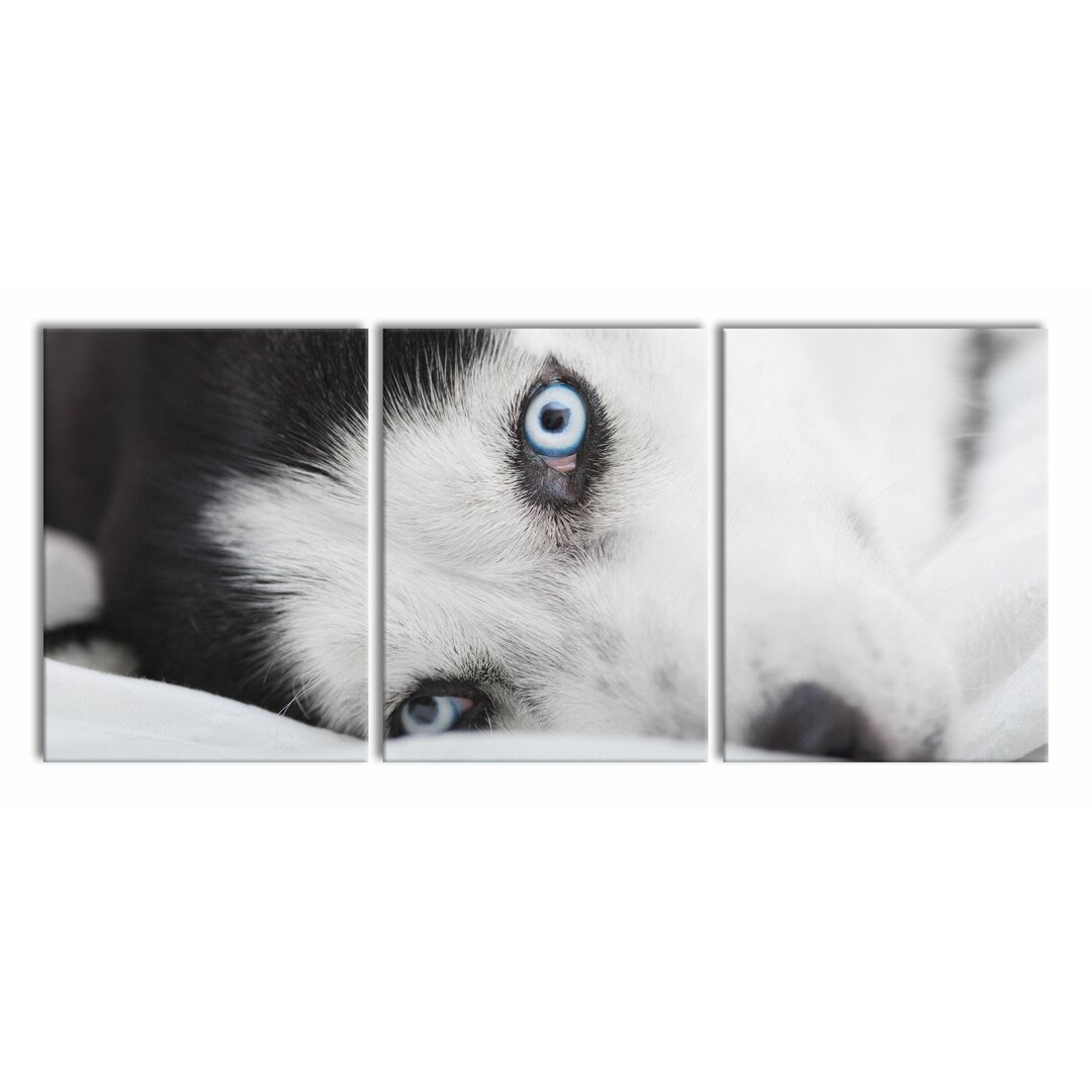 3-tlg. Leinwandbilder-Set Husky mit Eisblauen Augen im Bett