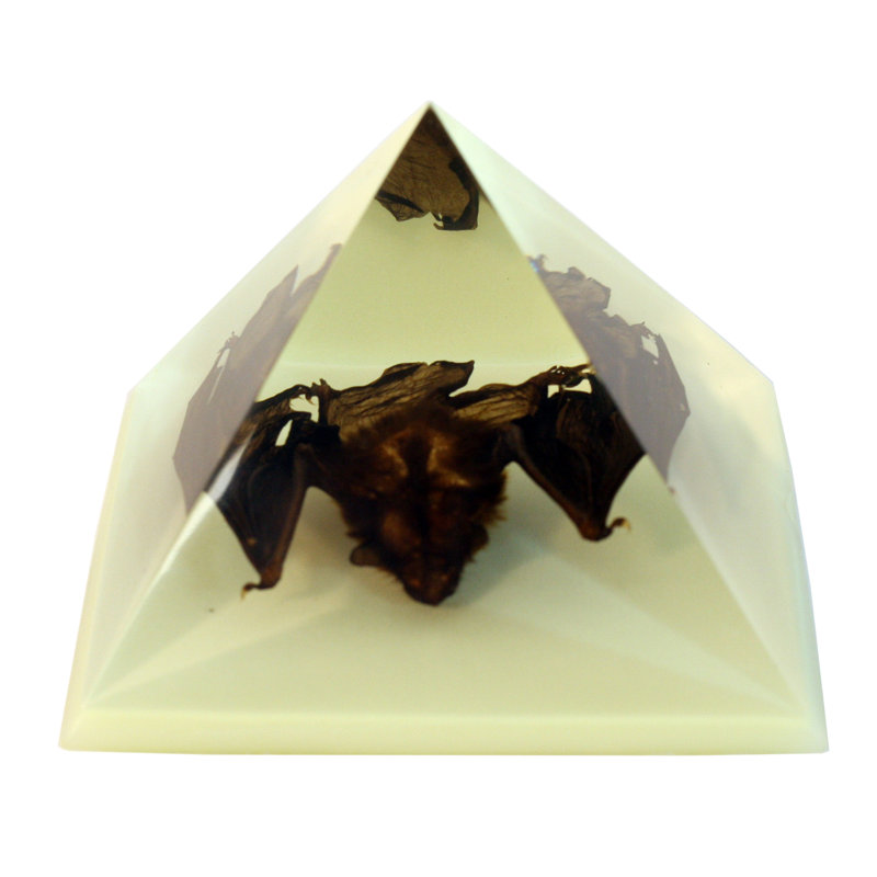 Chauve-souris en noir Rachal