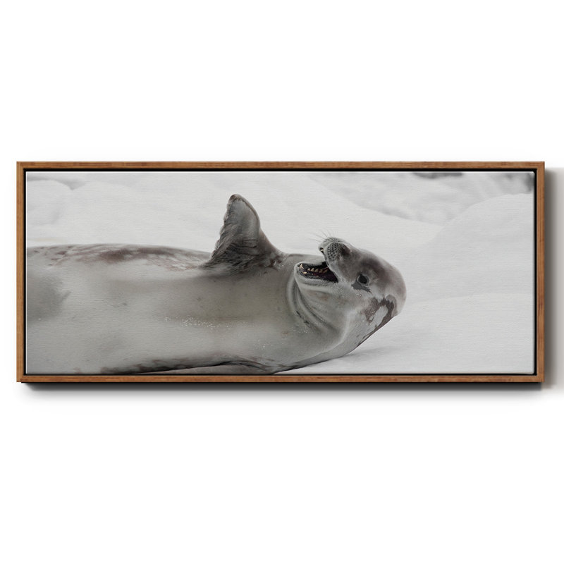 Laughing Seal- Framed Canvas