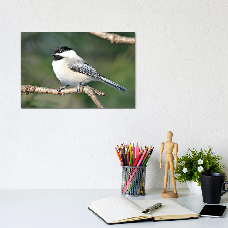 Chickadee by Brian Wolf - Wrapped Canvas Print, 20.32cm H x 30.48cm W x 1.91cm D
