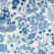 Blue/Medium Blue/White selected