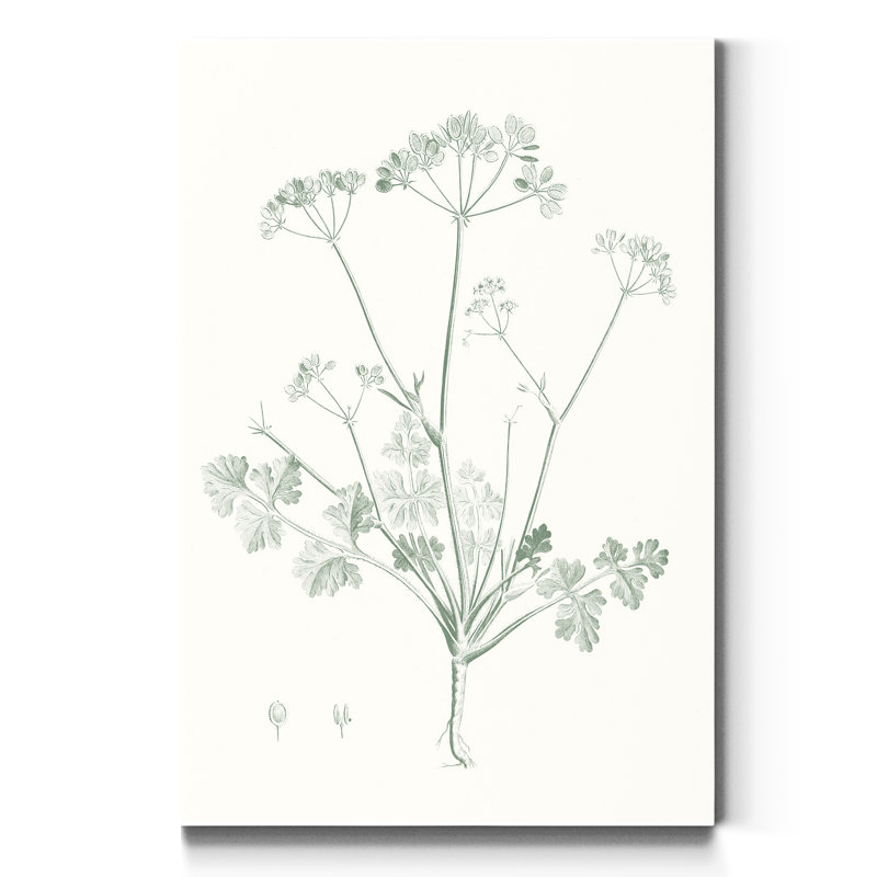«Botanical Study in Sage IV», reproduction d'art sur toile tendue, H 48 po x l 32 po x P 1 po