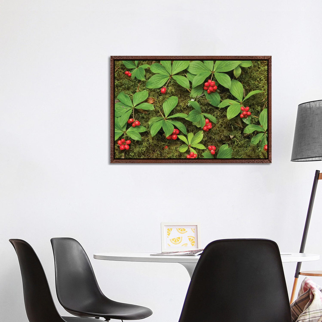 Bunchberry Growing Amid Sphagnum Moss, North America von Tim Fitzharris - Galerie- Giclée auf Leinwand